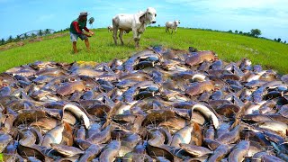 Download Lagu Unique Fishing, a smart fisherman catch a lot of fishes \u0026 picking duck eggs by hand MP3