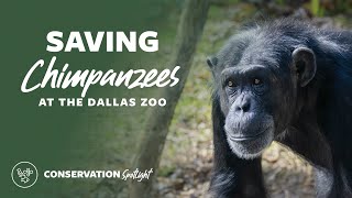 Saving Chimpanzees at The Dallas Zoo