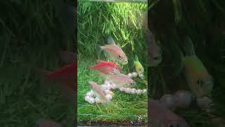 fist beauty #aquascape #fist