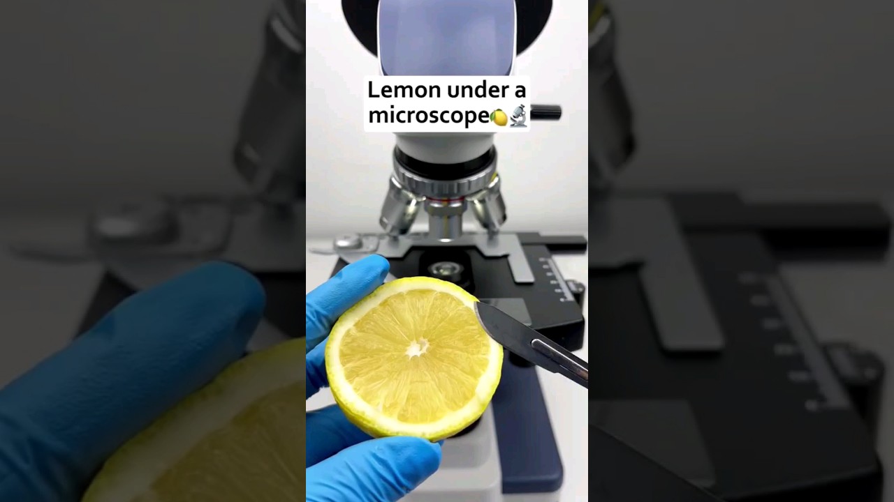 Lemon under the microscope 