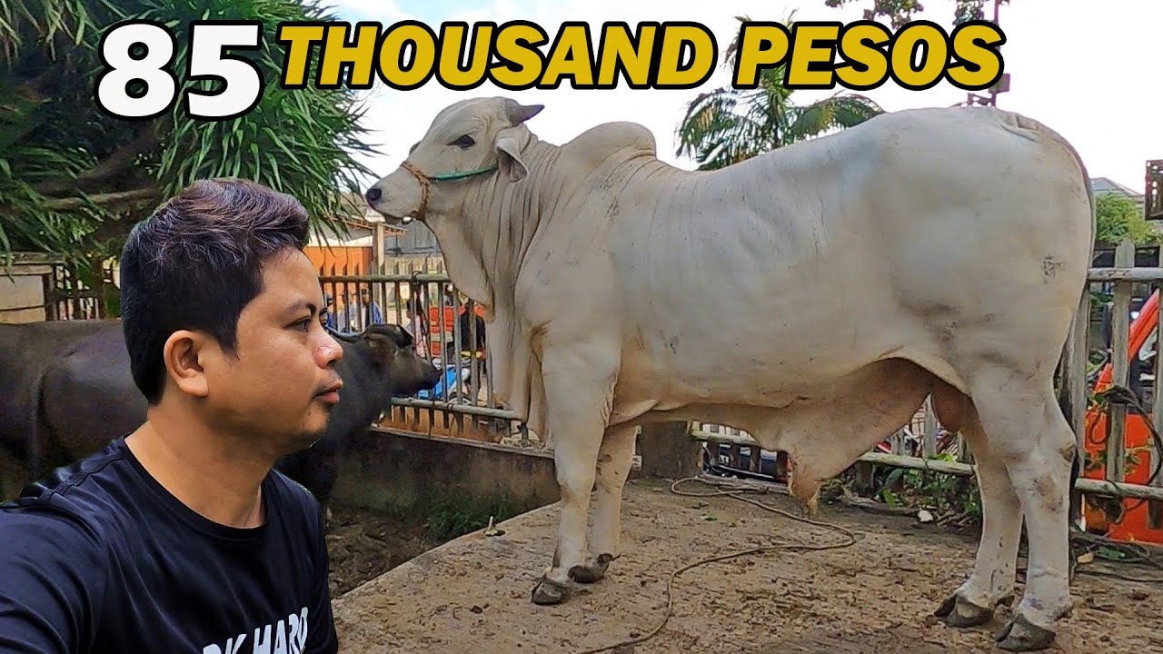 Presyo ng Baka sa Bohol 2024! Bohol Livestock Market