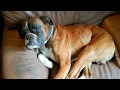 Boxer dog destroyed fast food and feel a bit guilty