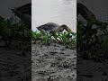A bird walking along the river