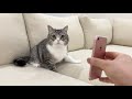 初めて弟の鳴き声を聞いたら兄猫がとんでもないことになりました…