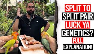 Famous Split To Split Pair – Luck Ya Genetics? Full Explanation! Wealth
