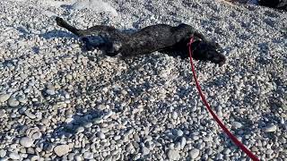 Deutsch Drahthaar Elsa Laika Genießt Den Kieselstrand Auf Korcula
