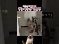 バグった猫の動画ランキング TOP 7