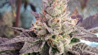 Flower Hour💎🥶🍬⛽️