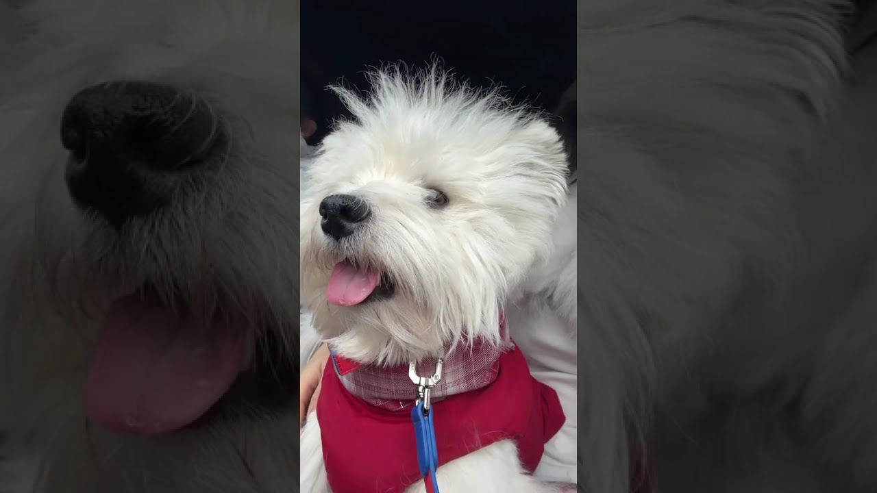 Pup's First Snow Adventure: Westie's Cutest Debut! WestHighlandWhiteTerrier Dog PetDebut F