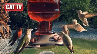 CAT TV For Cats To Watch | Majestic Bird and Squirrel Compilation | Dog TV 😼 🐶