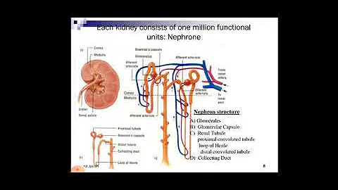 Renal Anotomy and Physiology