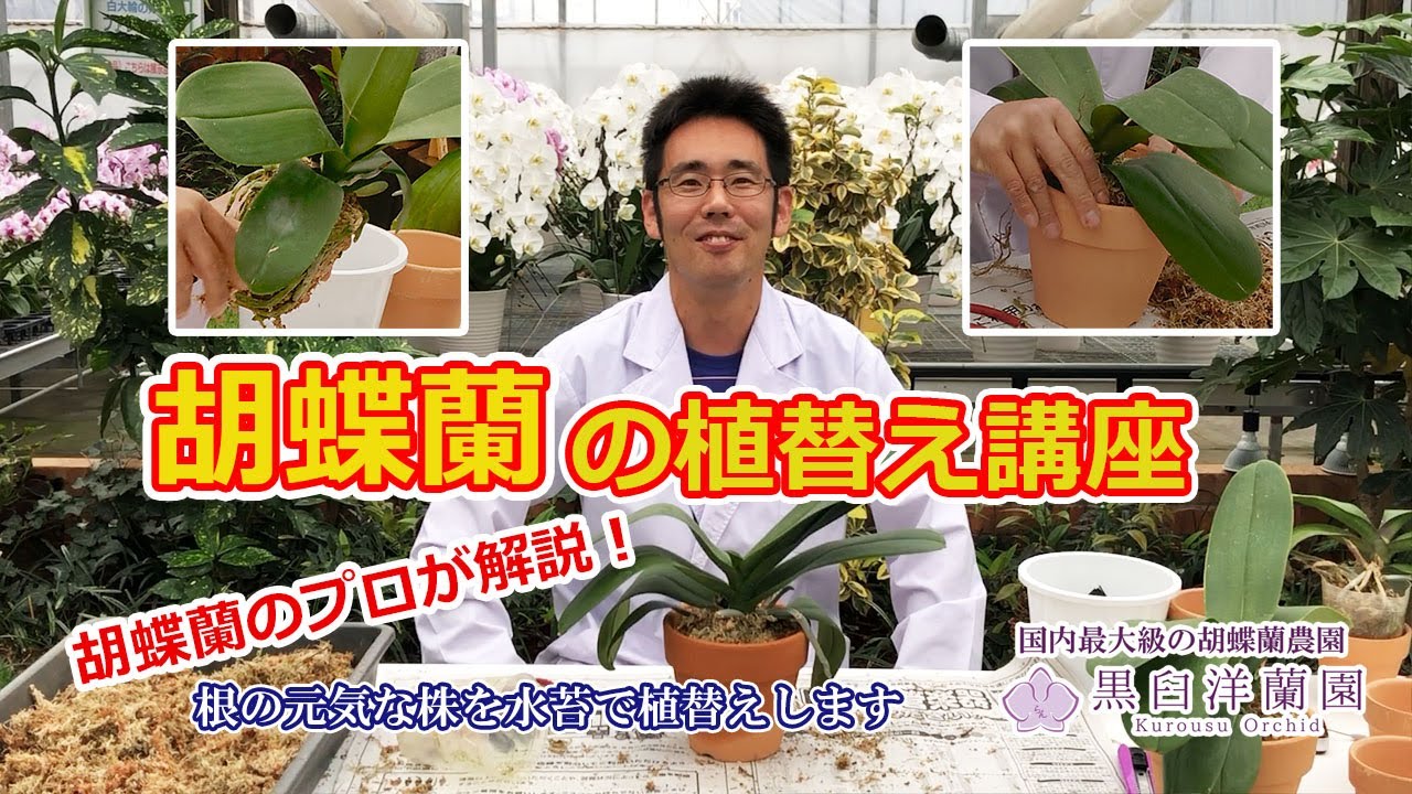 水苔と素焼き鉢を使った胡蝶蘭の植替え方法 Youtube