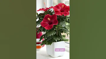 КАК ДОБИТЬСЯ ПЫШНОГО ЦВЕТЕНИЯ КИТАЙСКОЙ РОЗЫ#гибискус#китайскаяроза #комнатныерастения #растения
