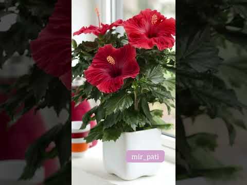Video: Kako prezimiti biljke hibiskusa