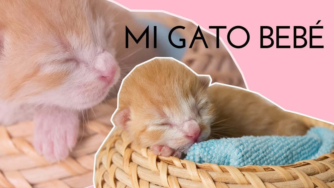 OS PRESENTO A MI GATO BEBÉ | SU HISTORIA camera iphone 8 plus apk