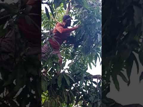بدايات عملية تقليم اشجار المانجو من اول شهر 8 لتجديد الطراحات وما زالت الاشجار تحمل ما تبقي من ثمار