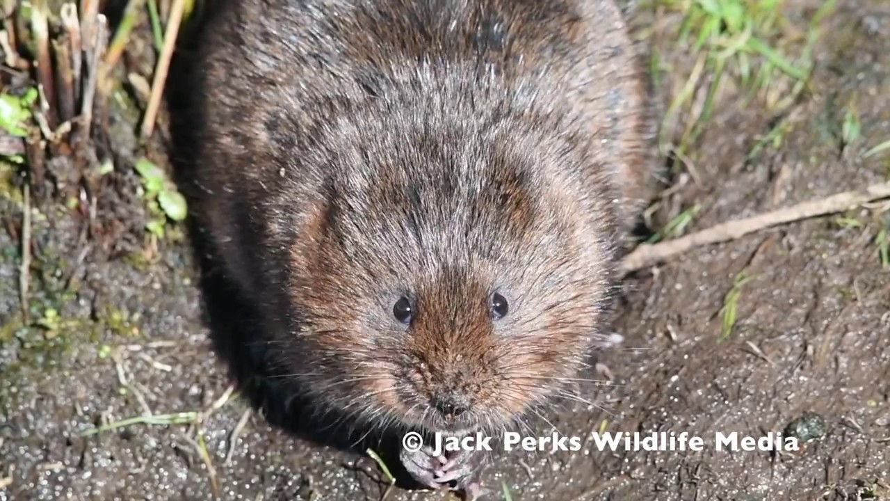 camera iphone 8 plus apk Water Vole Feeding
