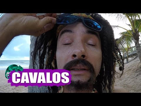 MUSTAFARY (MARCO LUQUE) -- CAVALOS