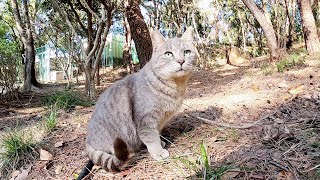 可愛らしい灰色猫に近づいたら、山へ逃げて行った