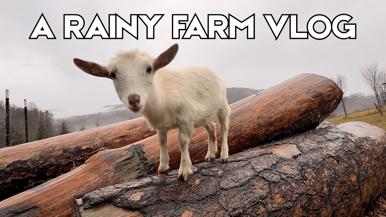 Tackling Farm Chores on a Rainy Day