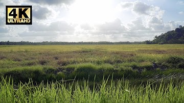 [4K Ultra HD] No copyright, Royalty free video footage - Paddy field sunrise time lapse
