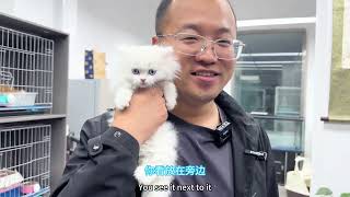 适合女孩子养的猫纯白米努特矮脚猫真的不适合男人养