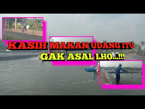 Video: Cara Memberi Makan Udang Karang