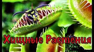 VLOG/Хищные растения !!! Кормлю насекомыми VLOG/Хищные растения !!! Кормлю насекомыми