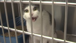 Rockford pet shelter offering low-cost vaccination program