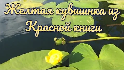 Кувшинка. Желтая кубышка. Красная книга