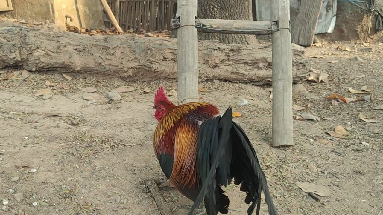  ແຈກ   qaib dib  leej twg pom lawm pab caum kuv  seb leej twg yuav yog tus tau nawb  ib tsoom fc.