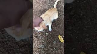 Street cat Playing Time with Me #shorts