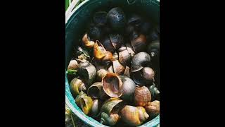 Native Filipino Loves This Kuhol Den Apple Snail