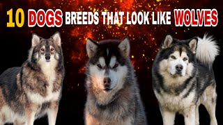 TOP 10 Dogs Breeds That Look Like Wolves!