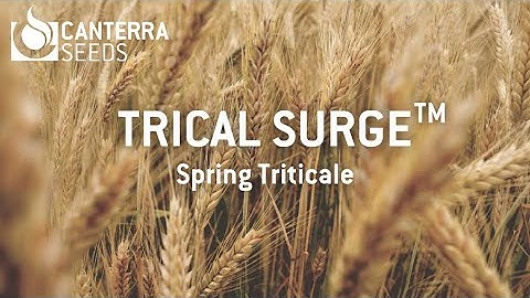 TriCal Surge™ - Spring Triticale in Manitoba