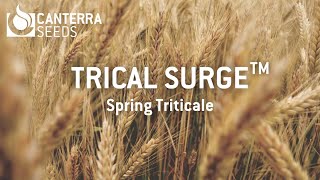 TriCal Surge™ - Spring Triticale in Manitoba