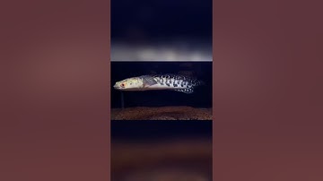 Nhập cá bay từ indo về và cái kết…. #channamaru #channafish #cácảnh #calocvayrong #h2ofishhome