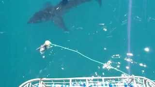 TIBURON BLANCO EN EL CABO CON GUSI