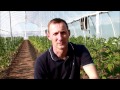 Секрет больших урожаев - смотри в корень ! 10 дней после высадки томатов  2 2