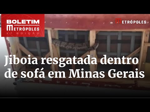 Jiboia de um 1,5 m é resgatada debaixo de sofá | Boletim Metrópoles 1º