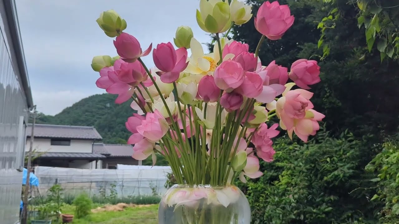 蓮の花50本を生けました | やまもと農園