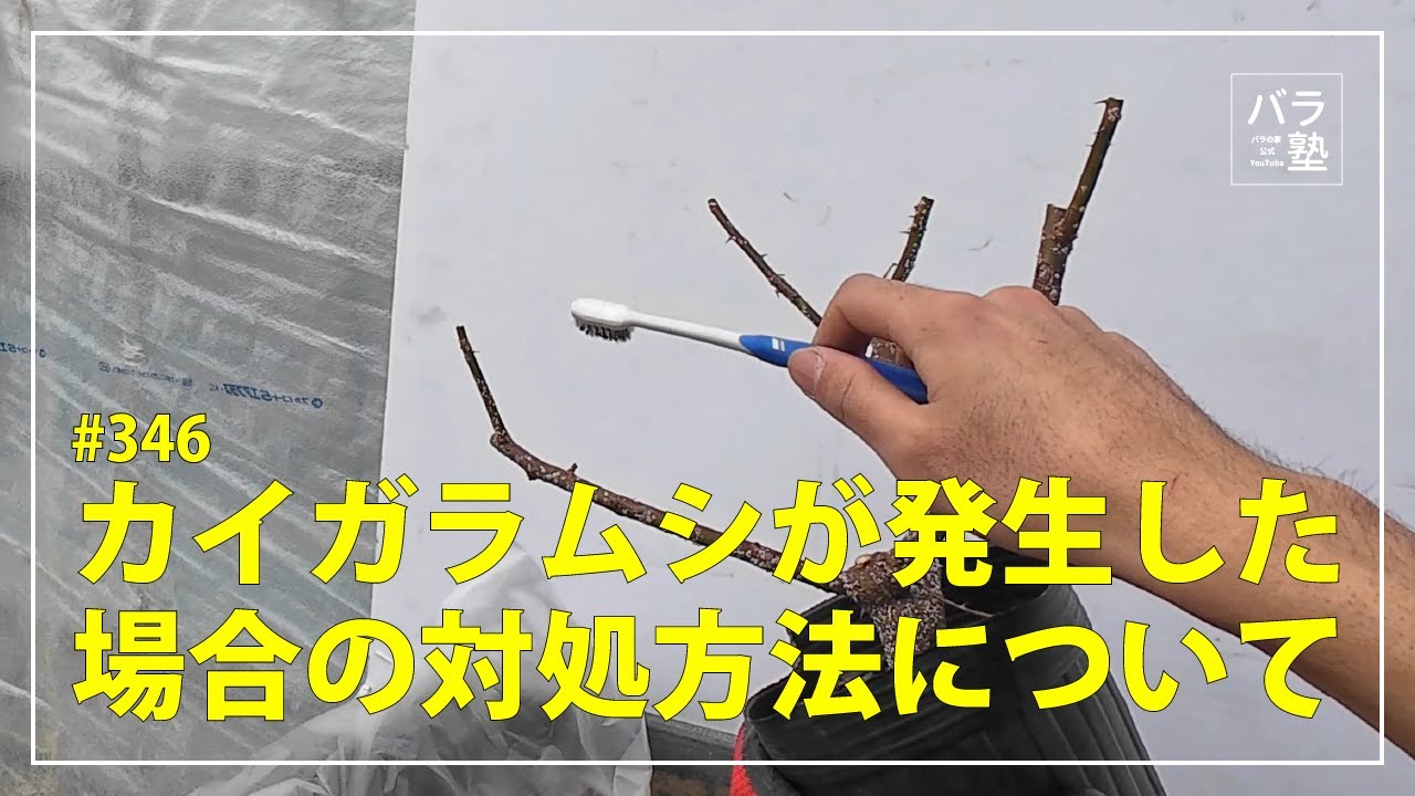 346 What to do if scale insects appear - YouTube