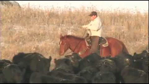 I Am Angus - Arlen and Becky Sawyer, A&B Cattle
