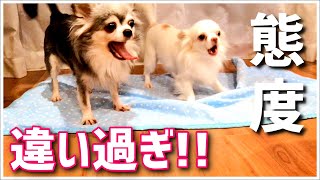 保護犬 ママとパパで露骨に態度が違う犬 パパ涙 Youtube 保護犬 ママとパパで露骨に態度が違う犬 パパ涙 Youtube