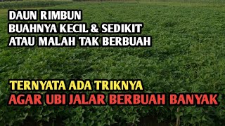 Perawatan Ubi Jalar Ungu | Ternyata ada Triknya Agar Ubi Jalar Ungu Berbuah banyak dan Besar