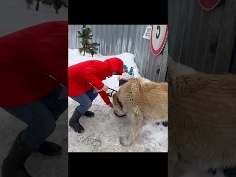 Его назвали Адам. Не мы, в клинике. Когда его туда привезли, он был без имени, без... Читайте⬇️