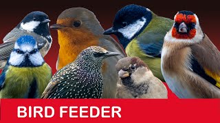 Bird Feeder Cam in Scotland - 3rd April 2025
