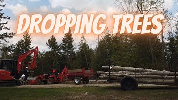Taking Down Trees With Kubota BX25D, KX040-4 & Stihl MS261 Chainsaw - No.46