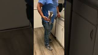 Cute Kitten Videos | SUBSCRIBE