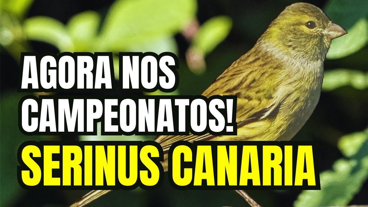 canário ANCESTRAL em CAMPEONATOS e qual o PADRÃO do SERINUS CANARIA? 